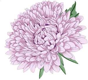 Lavender Peony Illustration.png PNG