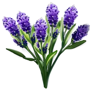 Lavender Plant B PNG image