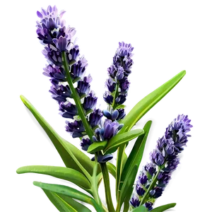 Lavender Plant D PNG image