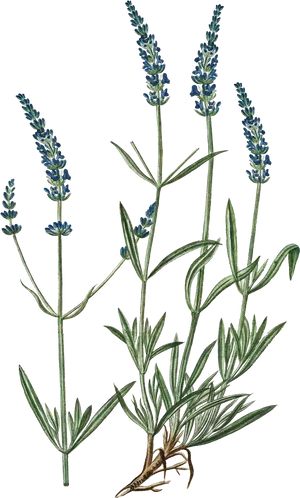 Lavender Plant Illustration
