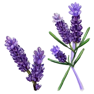 Lavender Plant In Bloom PNG 7
