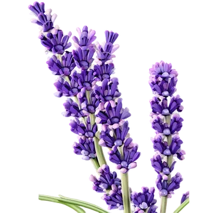 Lavender Plant In Bloom PNG 91