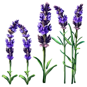 Lavender Plant In Bloom PNG Qam