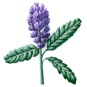 Lavender Plant In Bloom PNG Ryp