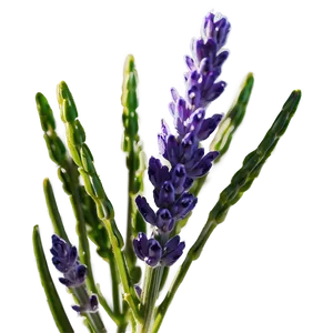 Lavender Plant Macro Shot PNG 06282024 PNG