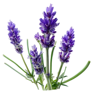 Lavender Plant Macro Shot PNG 26 PNG