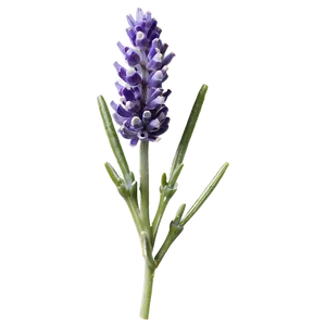 Lavender Plant Macro Shot PNG Mmo76 PNG
