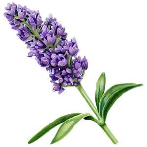 Lavender Plant PNG 7