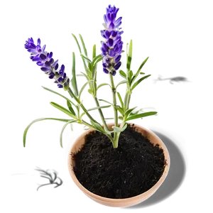 Lavender Plant Seedlings PNG 06282024