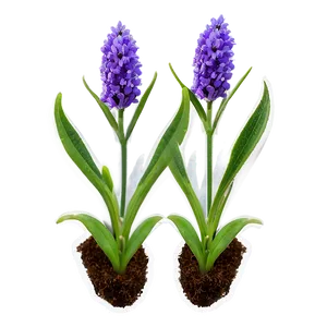 Lavender Plant Seedlings PNG Gae
