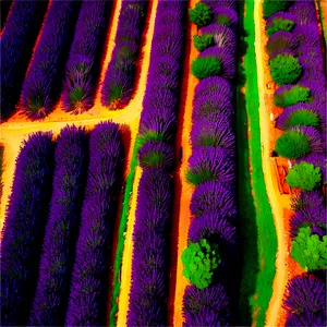 Lavender Plantation Aerial View PNG 06282024 PNG