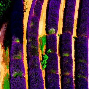 Lavender Plantation Aerial View PNG Qbt PNG
