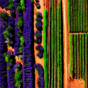 Lavender Plantation Aerial View PNG Tqq70 PNG