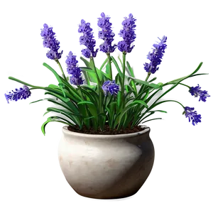 Lavender Pot Plant PNG 16
