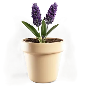 Lavender Pot Plant PNG 66