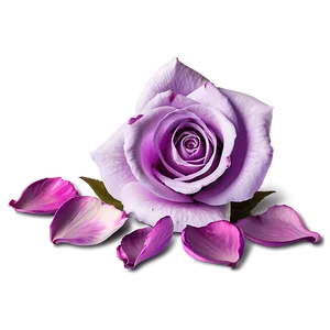 Lavender Rose Petals Png 60 PNG image