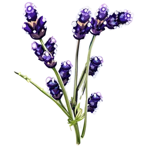 Lavender Sprig Water Droplets PNG Tfx