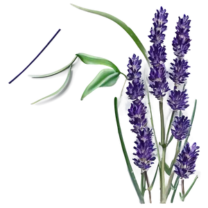 Lavender Vintage Illustration PNG 13