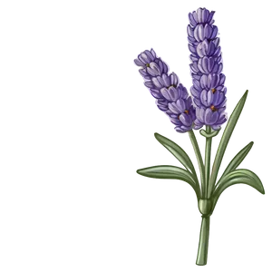Lavender Vintage Illustration PNG Kka