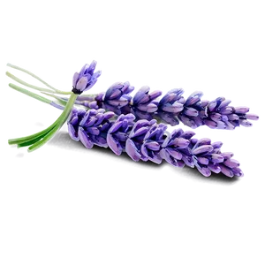 Lavender Watercolor Art PNG Fat79