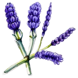Lavender Watercolor Art PNG Wia56