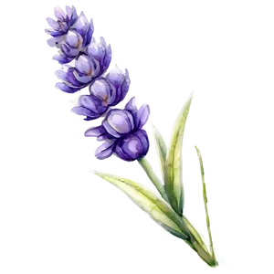 Lavender Watercolor Flower Png 06132024 PNG image