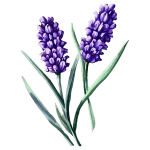 Lavender Watercolor Flower Png Gem91 PNG image