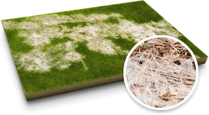 Lawn Grass With Snow Mold Fungus PNG image