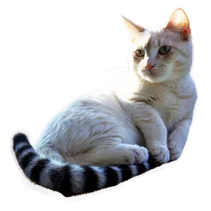 Lazy Cat Meme PNG 05212024