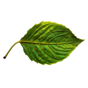 Leaf A