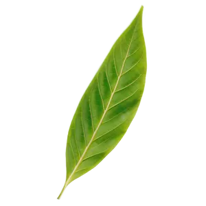 Leaf B