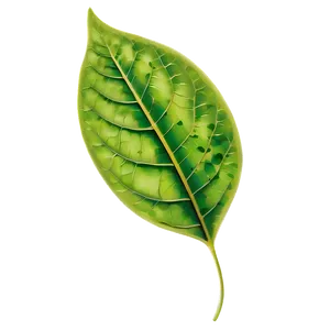 Leaf Background PNG Wtk