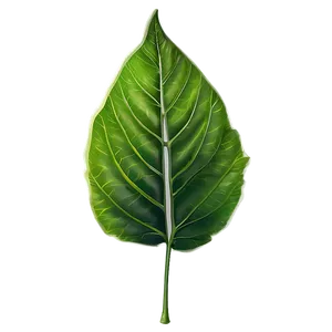 Leaf Branch Png Ock PNG image