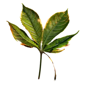 Leaf C