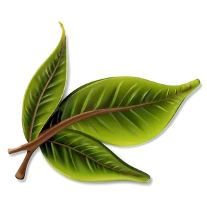 Leaf Cartoon PNG 05032024