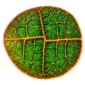 Leaf Cells Texture Png 06122024 PNG image