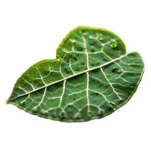 Leaf Cells Texture Png 28 PNG image