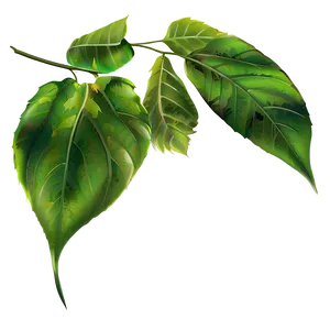 Leaf Clipart PNG Elm