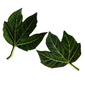 Leaf D