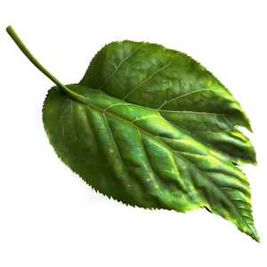 Leaf Detail PNG 20