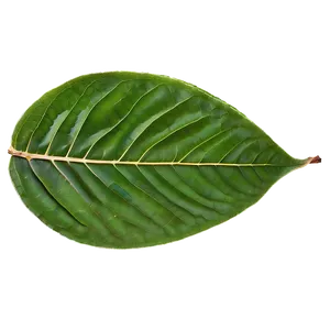 Leaf Detail PNG 84