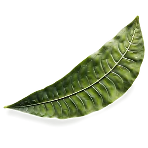 Leaf Detail PNG Tgo