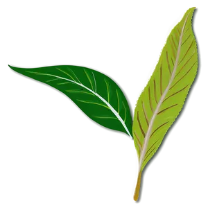 Leaf Drawing PNG Aan PNG