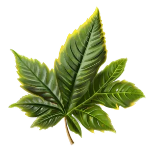 Leaf Frame PNG 05032024