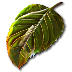 Leaf Icon PNG 75