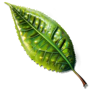 Leaf Icon PNG Fxu