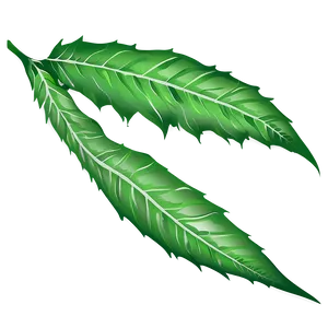 Leaf Illustration PNG Haq PNG