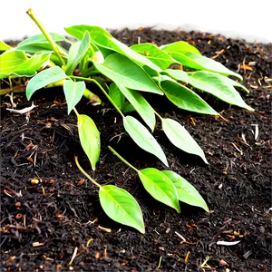 Leaf Mulch For Soil Health PNG 06132024