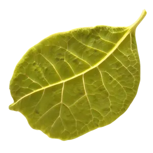 Leaf Outline PNG Sxj59