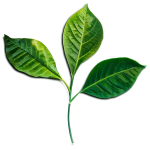 Leaf Overlay PNG Oqm